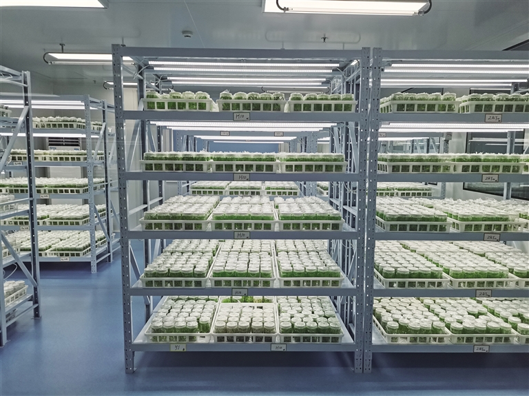 科创赋能 提升百合&ldquo;芯&rdquo;动力 兰州市科技局加强种质资源保护引领产业高质量发展
