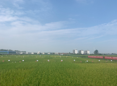 红莲稻香飘四海--红莲型杂交水稻国际合作发展战略启动会在汉举行